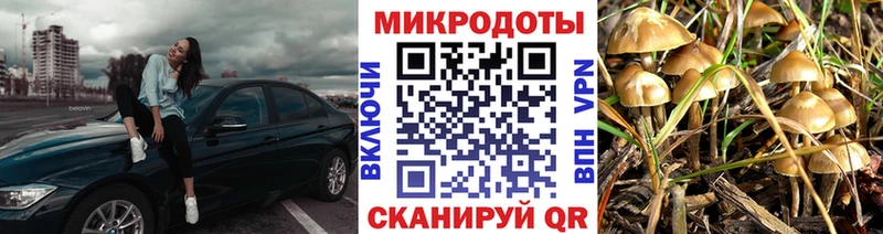 кракен tor  Славск  Псилоцибиновые грибы Cubensis 